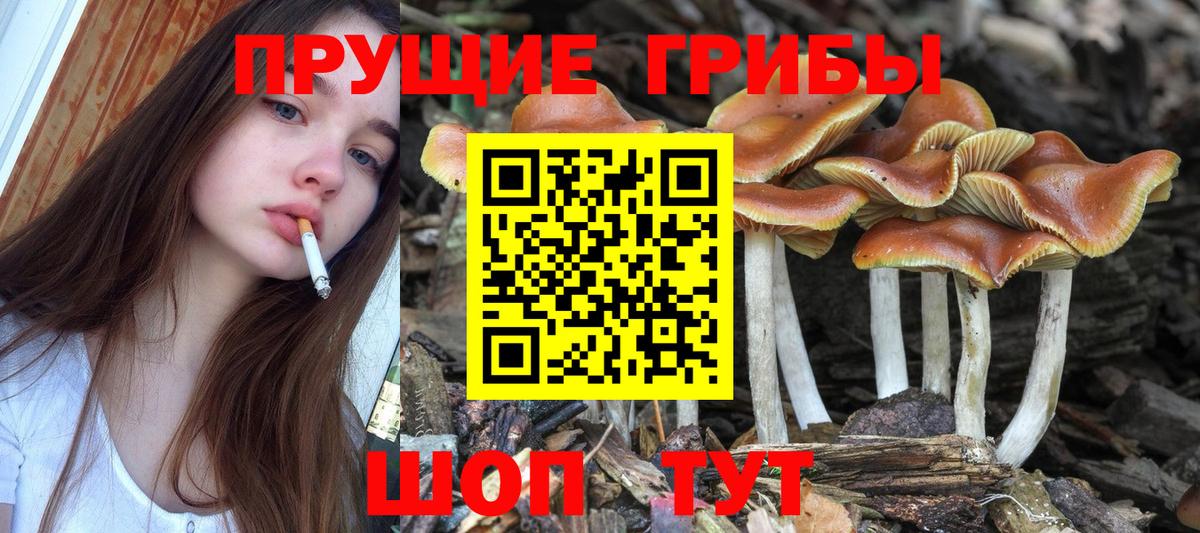 Моздок  Галлюциногенные грибы Psilocybe  Вход с VPN 